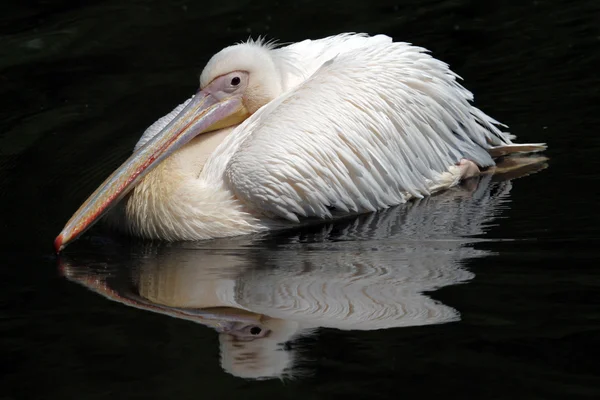 Білий Пеликан — стокове фото