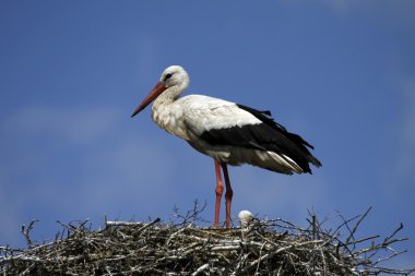 White Stork clipart