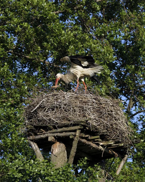 stock image White Stork