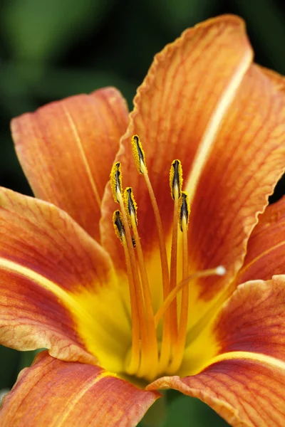 stock image Daylily