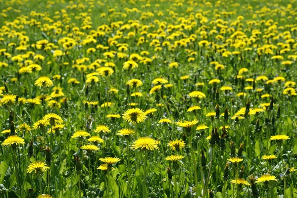 stock image Common dandelion