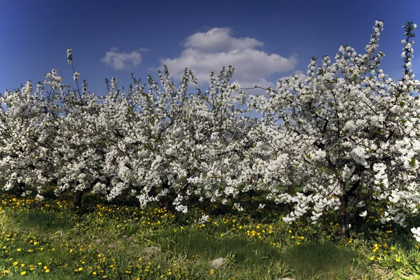Spring in the orchard — Stock Photo, Image