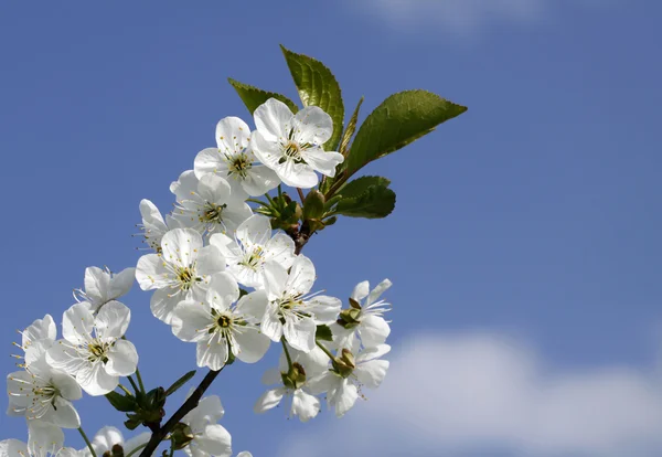 Vår i fruktträdgården — Stockfoto