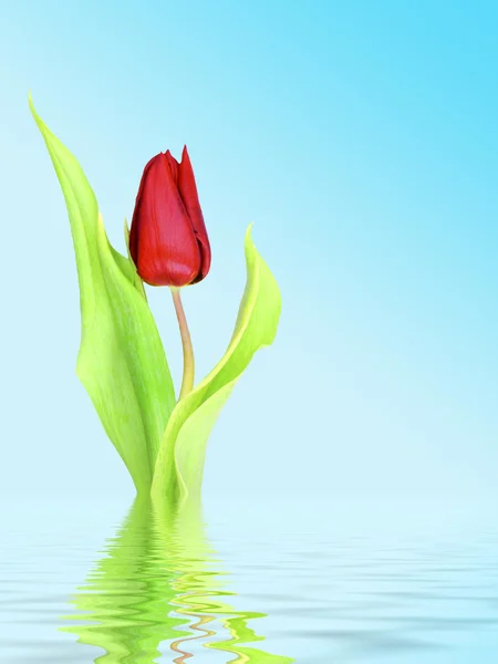 Červený Tulipán na modré s efektem vodní — Stock fotografie