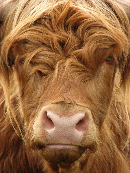 苏格兰高地牛 — 图库照片