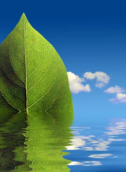 Zielony liść streszczenie — Zdjęcie stockowe