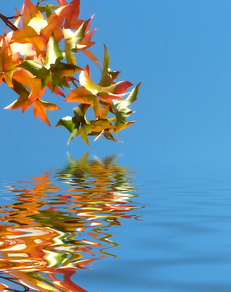 Autumn leaves against blue sky with flood simulation