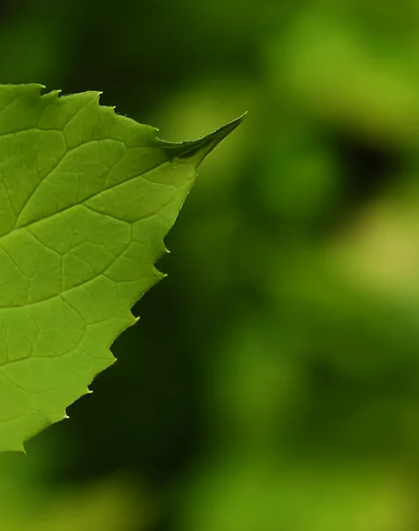 Leaf närbild — Stockfoto