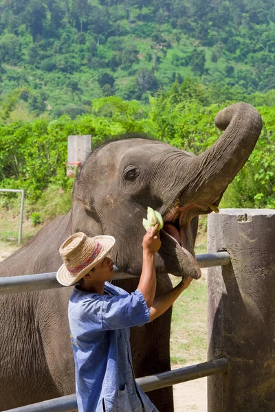 Trainer füttert einen Elefanten — Stockfoto