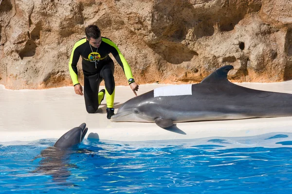 Espectáculo de delfines en Loro Parque — Foto de Stock