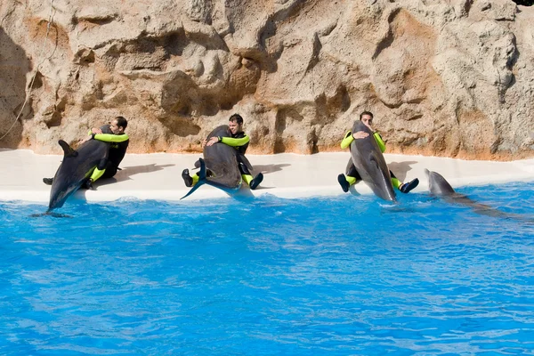 Espectáculo de delfines en Loro Parque — Foto de Stock