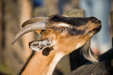 Domestic Goat clipart