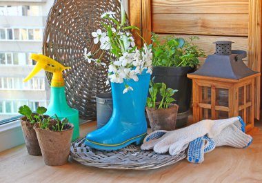 bir balkon Bitkiler büyüyor. Mevsimlik meyve üretici eserleri