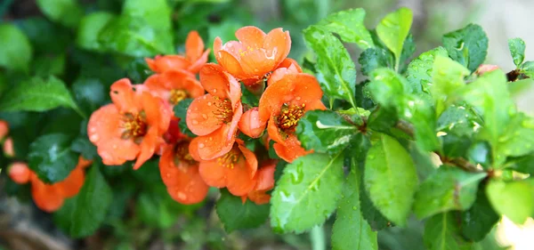 Um marmelo flores japonesas (Chaenomeles ) — Fotografia de Stock