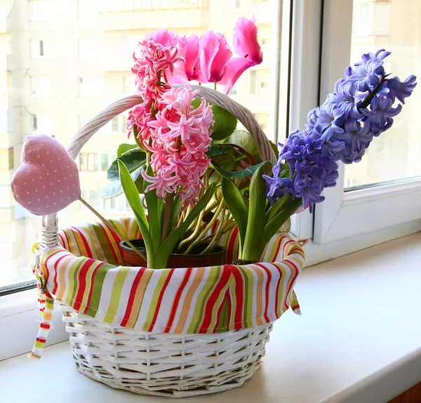 A hyacinth is in a small basket — Stock Photo, Image