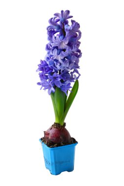 Hyacinths clipart