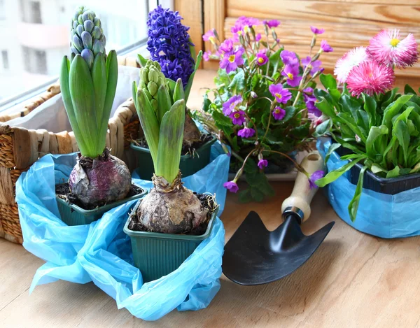 stock image Seasonal flowering of balcony