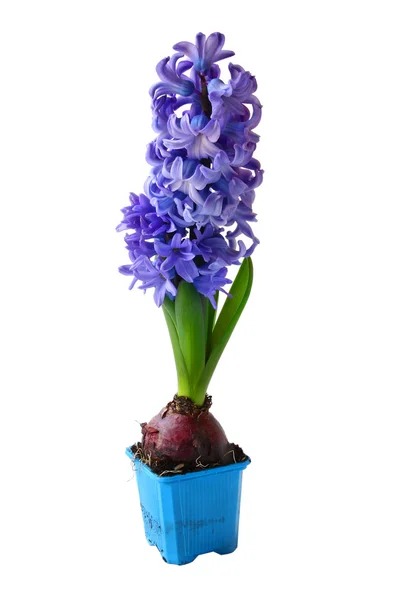 Hyacinths — Zdjęcie stockowe