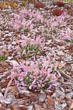 Heather garden