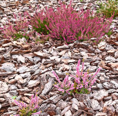 Heather garden