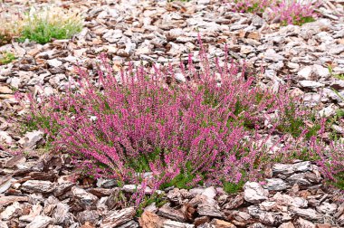 Heather garden