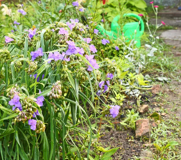 La regadera verde sobre el fondo el macizo de flores — Foto de Stock