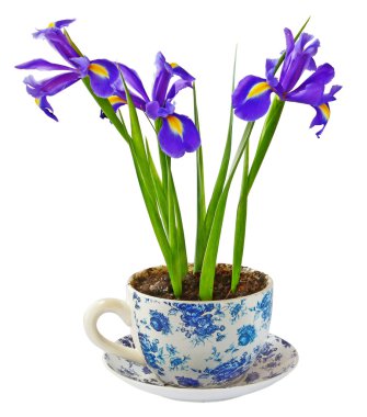 Irises clipart