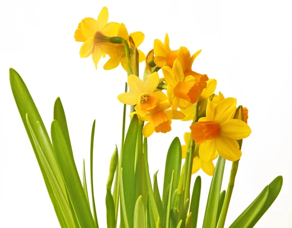Narcissuses sobre um fundo branco são isolados — Fotografia de Stock