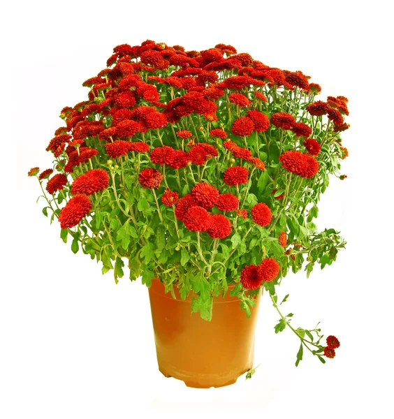 stock image Pot with the red chrysanthemums.