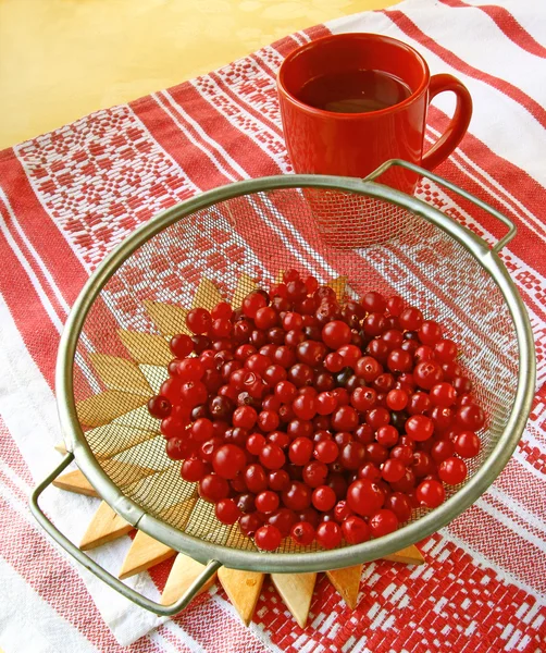 Temporada de cranberry — Fotografia de Stock