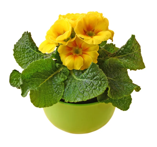 stock image Yellow primula blooming