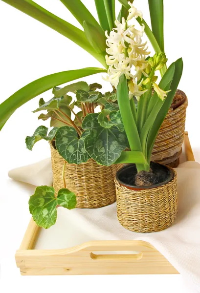 Skupina pokojových rostlin na bílém pozadí — Stock fotografie
