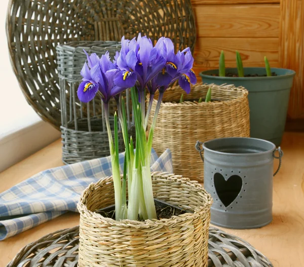 Bolvormige iris in een pot op een balkon — Stockfoto