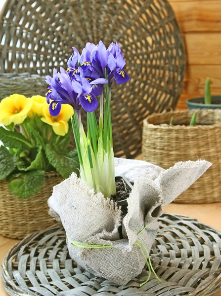 Bulbous iris in a pot on a balcony — Stock Photo, Image