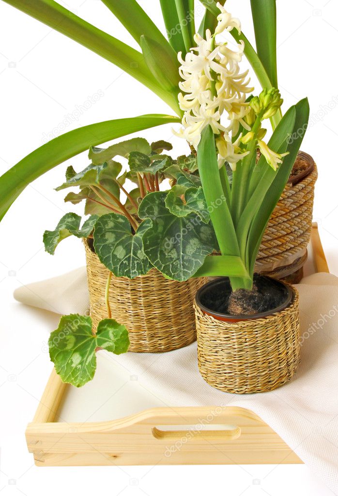 Group of houseplants on a white background