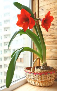 Hippeastrum clipart