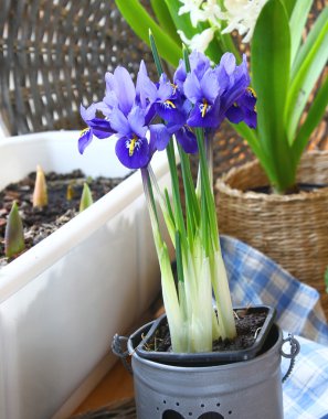 bir balkon bir tencerede soğanlı iris