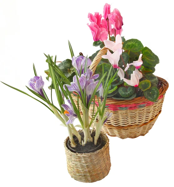在白色背景上的一个小篮子的春天的花朵 — 图库照片