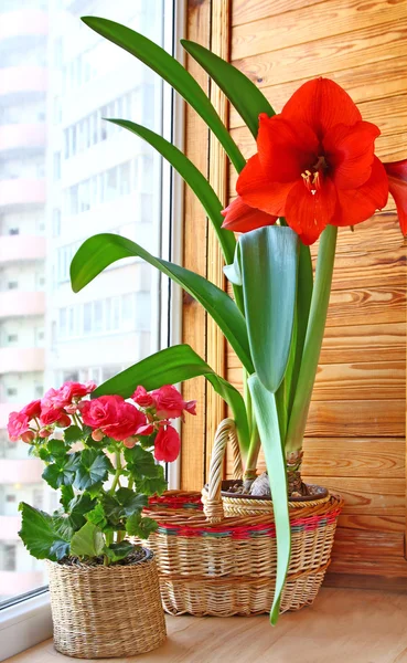 Hippeastrum y begonia en una cesta en un balcón — Foto de Stock