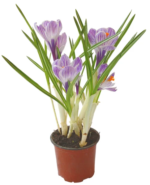 Crocus flower in pot isolated — Stock Photo, Image