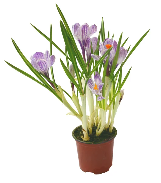 Crocus flower in pot isolated — Stock Photo, Image