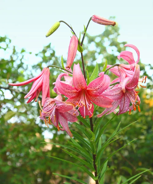 Krásná lily květy bud zblízka — Stock fotografie