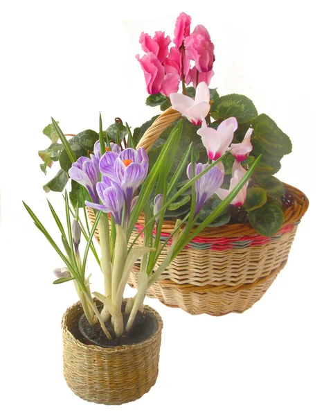 Flores de primavera en una pequeña cesta sobre un fondo blanco — Foto de Stock