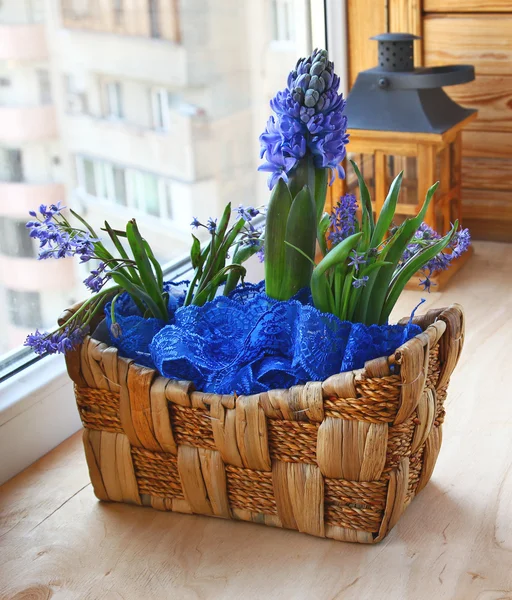 Een hyacint en scilla is in een klein mandje — Stockfoto