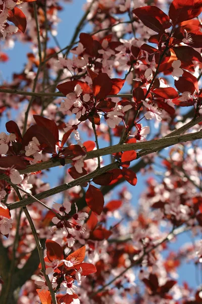 Flowering Tree — Stock Photo, Image