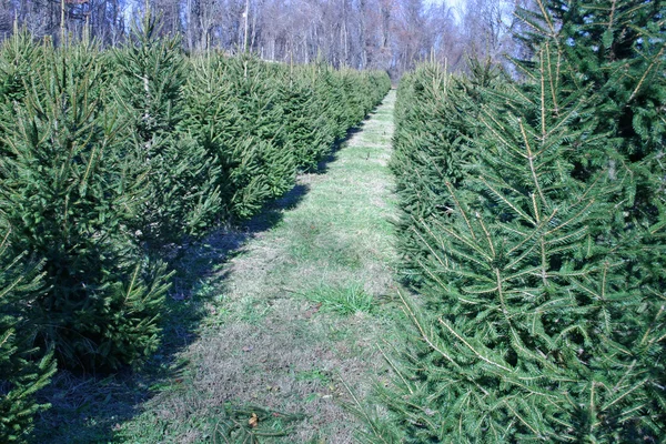 stock image Christmas Tree Farm