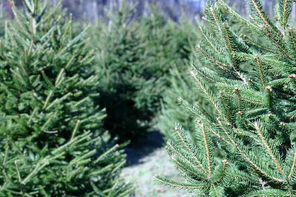 stock image Christmas Tree Farm