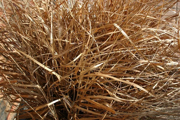 Grass Plant — Stock Photo, Image