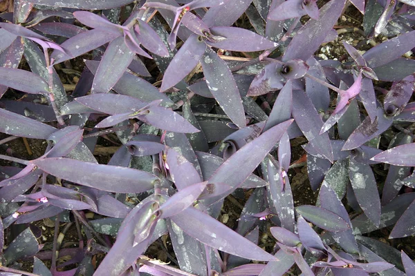 Фіолетовий рослин — стокове фото