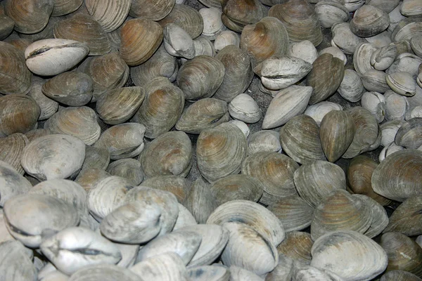 Группа моллюсков — стоковое фото